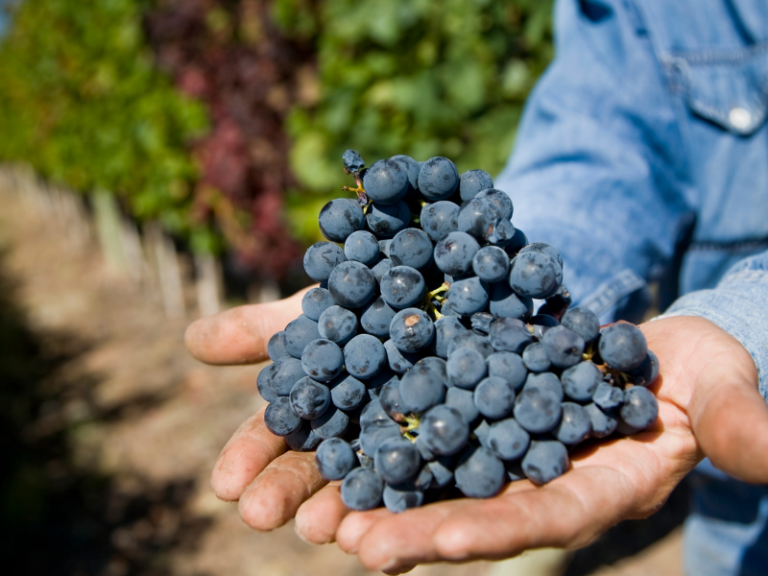 Malbec: a uva francesa que virou símbolo argentino