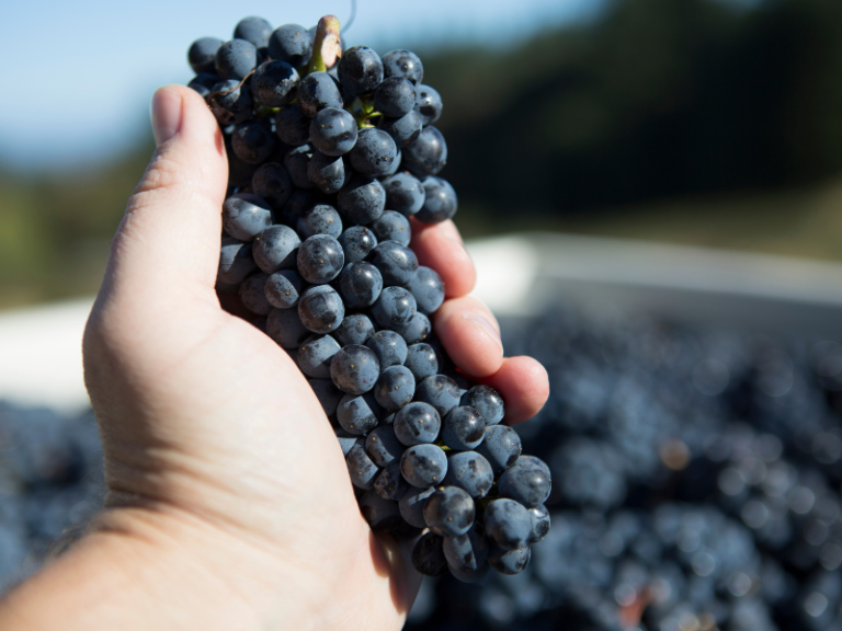 Pinot Noir: descubra os segredos e o capricho dessa uva