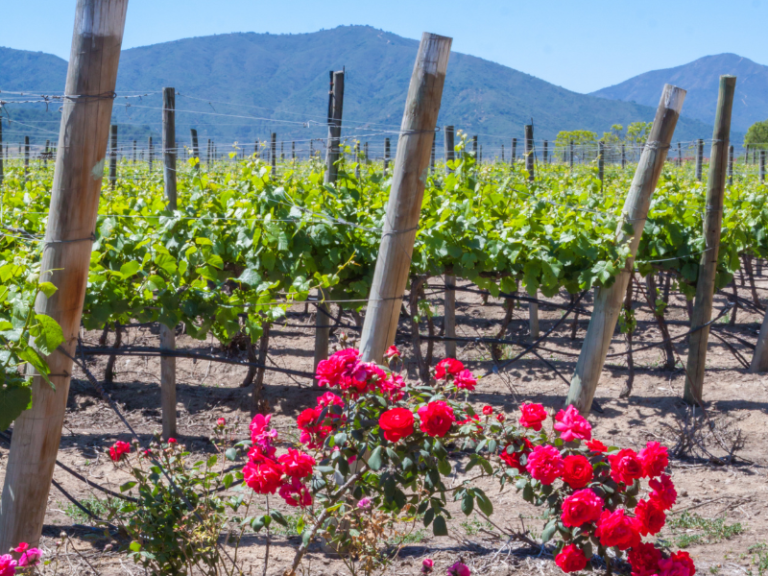 Vale de Casablanca: berço de vinhos distintos e elegantes no Chile