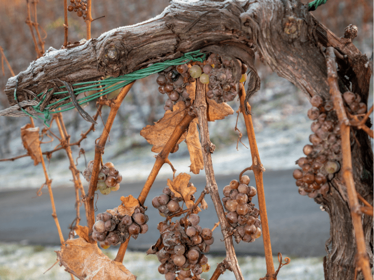 Ice Wine: o vinho do gelo