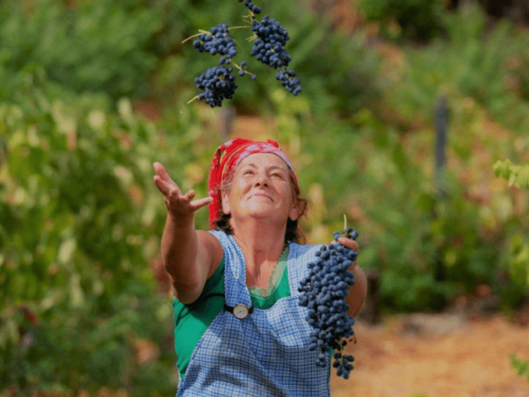 Bairrada: terra da uva Baga e de muitos encantos