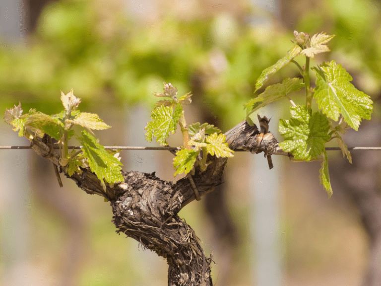 Os ciclos da videira: como a natureza molda os vinhos nos hemisférios Norte e Sul